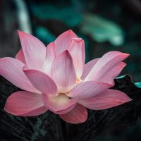 What AI Says About AI and Personal Growth