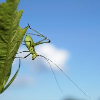 What AI Says About AI’s Role in Biodiversity Preservation