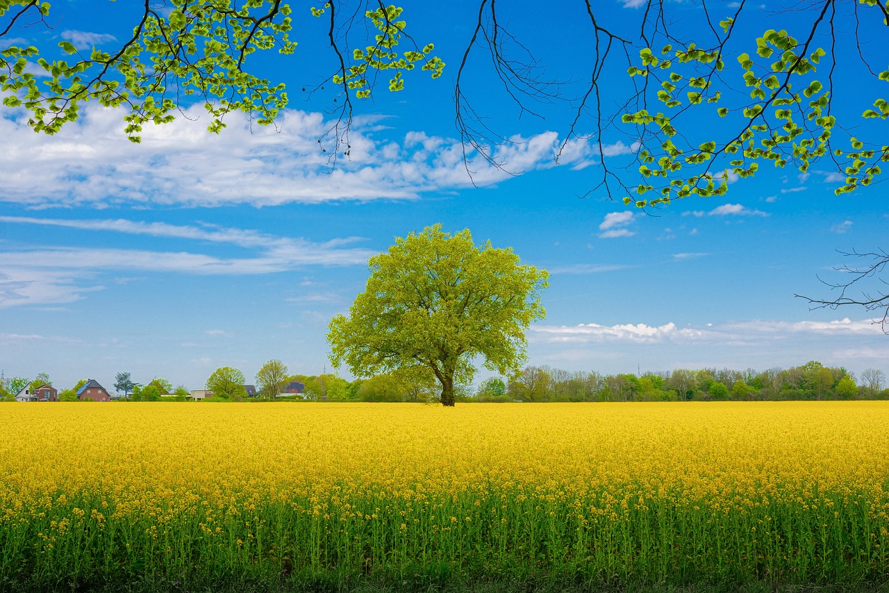 The Role of AI in Agriculture