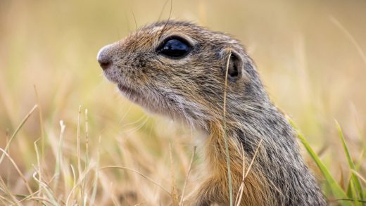 What AI Says About Human-Animal Relationships