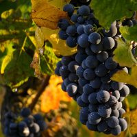 What AI Says About the Role of AI in Agriculture